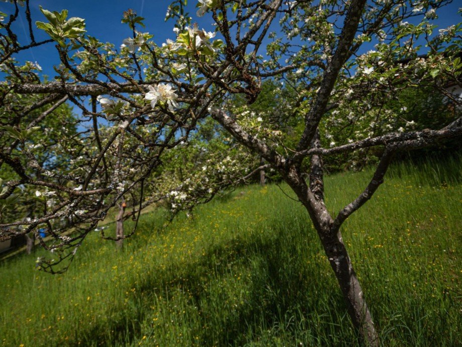 Obstb�ume /Leichter Hanggrund Doppelhaush�lfte Spiegelau